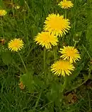舌状花だけで構成された花序(セイヨウタンポポ)