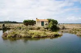 湿地帯