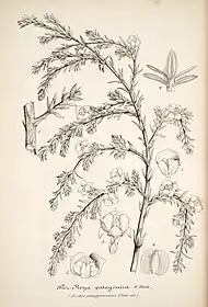 パタゴニアヒバの図版（L’Illustration horticole より）