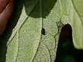 卵塊