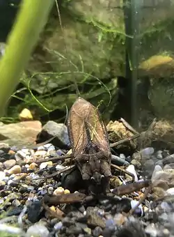 タイコウチ
