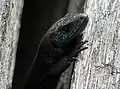 ドイツの山岳地帯に生息する黒色個体