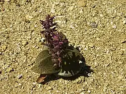 Lachenalia carnosa