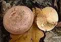 Lactarius quietusの環状の模様と乳液