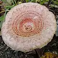環状の模様が現れるLactarius torminosus