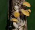ヒラタケ型（pleurotoid）Lactifluus sp.