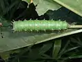 Citheronia属(ヤママユガ科)