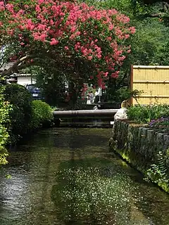 地蔵川(滋賀県米原市)に生えるバイカモ。この一帯は「居醒の清水」として平成の名水百選に選ばれている。