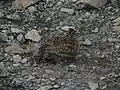 砂浴びする幼鳥(間ノ岳南稜コルにて)