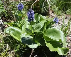 ウルップソウ(得撫草、学名:Lagotis glauca Gaertn. )、白馬岳の高山帯(長野県白馬村、2015年7月31日)にて