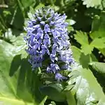 上端の蕾と花序