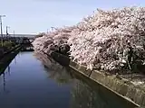 琵琶湖疏水沿いの桜並木