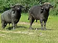 アフリカスイギュウ
