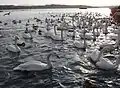 北海道 濤沸湖のオオハクチョウ（2004年12月12日撮影）