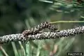 Lambdina属のガの幼虫