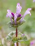 花は唇形花。右下の小さな淡紅色のが閉鎖花。