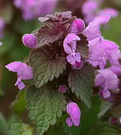 ヒメオドリコソウ Lamium purpureum