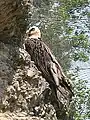 ヒゲワシGypaetus barbatus
