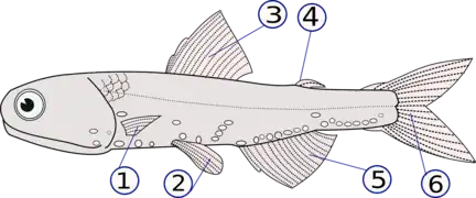 魚類のひれ