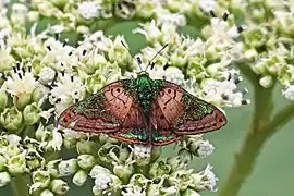 Caria mantinea, パナマ