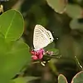 ウラナミシジミLampides boeticusシジミチョウ科