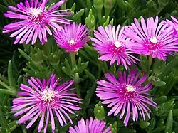 マツバギク Lampranthus spectabilis