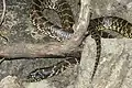 亜種サバクキングヘビL. g. splendida