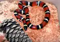 メキシコミルクヘビL. t. annulata
