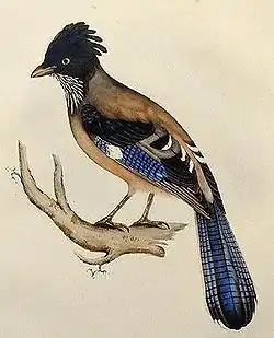 インドカケス