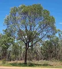 Acacia shirleyi