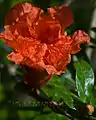 ランダ公園のザクロの花
