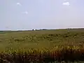 テメリン近郊の麦畑