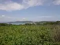 レイネケ島