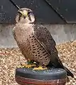 オオハヤブサ (Skàr)