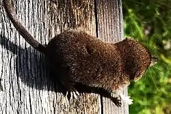 バイカルトガリネズミ