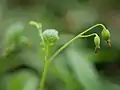 花の後はうつむき、丸く膨らむ
