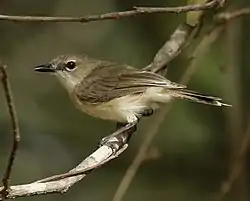ハシブトセンニョムシクイ
