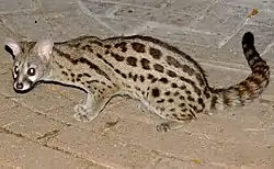 ジャイアントジェネット