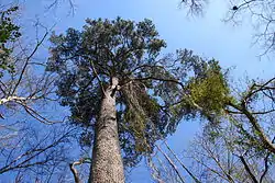Pinus glabra