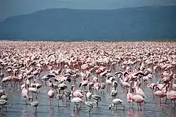 ナクル湖のフラミンゴ