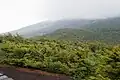低木化した富士山のカラマツ（山梨県）