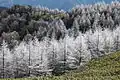<樹氷または粗氷>（長野県恵那山）