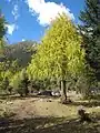 樹形の例