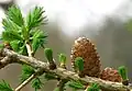 カラマツ属の枝には長枝と短枝があり、葉は原則として短枝につく