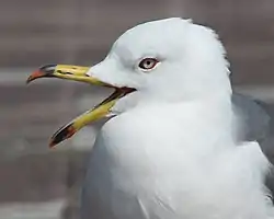 頭部の形態