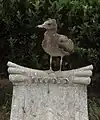 幼鳥