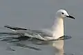 ハシボソカモメ