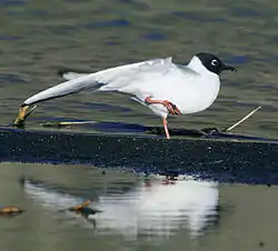 ボナパルトカモメ
