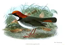 LarvivoraRuficepsKeulemans
