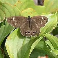 L. deidamia interrupta 本州亜種
